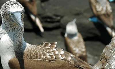 Se trata del conteo abierto en el que durante todo diciembre se podrá participar desde el jardín, en la comodidad de las casas, o cuando se salga a caminar. Foto: EFE