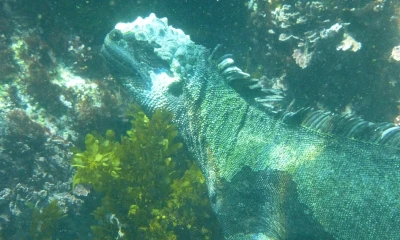 El turismo de buceo en Galápagos surgió de forma espontánea por demanda del sector turístico / Foto: Pixabay