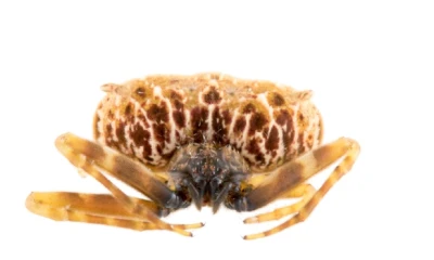 Una nueva especie de araña cazadora fue descubierta en la Amazonía de Ecuador / Foto: INABIO