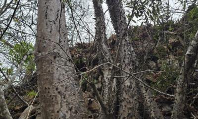 Spirotheca zapotillana pertenece a la familia Malvaceae / Foto: cortesía