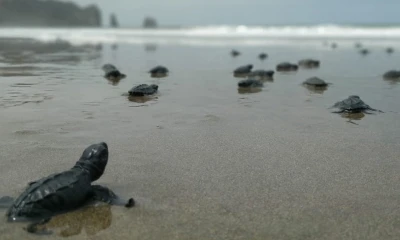 Más de cuatro mil tortugas marinas nacieron en Manabí / Foto: EFE