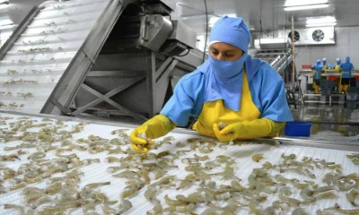 Algunas empresas exportadoras han optado por suspender temporalmente la compra de camarón a productores / Foto: cortesía MAGP