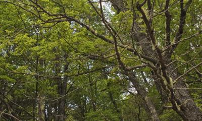América Latina y el Caribe concentran el 23 % de los bosques del planeta / Foto: cortesía FAO
