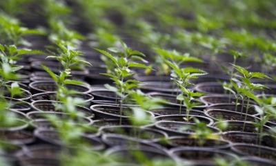 La mayor parte de esta superficie se encuentra en la costera provincia de Guayas con 964,8 hectáreas / Foto: EFE