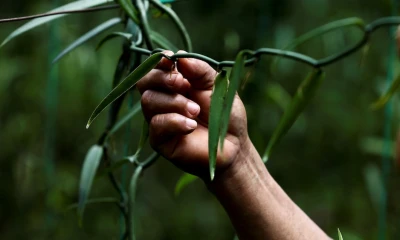 La universalidad de los olores: la vainilla gana alrededor del mundo / Foto: EFE