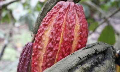 El cacao representa una de las principales exportaciones no petroleras del Ecuador / Foto: cortesía Anecacao