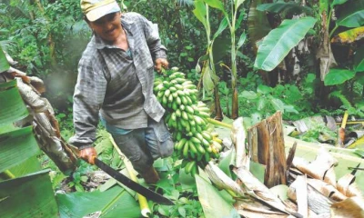 conozca. El verde es uno de los productos infaltables en la gatronomía local. Foto: La Hora