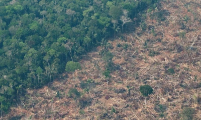 La Amazonía perdió un área equivalente a Chile en 36 años / Foto: EFE