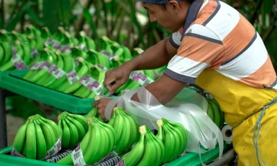 El banano es el principal producto orgánico ecuatoriano exportado a la Unión Europea / Foto: cortesía MAGP