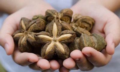 Se cultiva en 13 provincias, siendo la Amazonía la región principal / Foto: cortesía