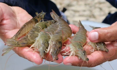 Entre enero y mayo de este año, las exportaciones no petroleras ni mineras crecieron un 23 % / Foto: cortesía Ministerio de Producción