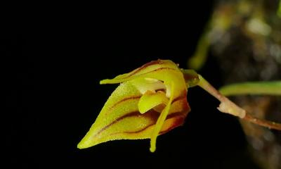 Se distingue por su impresionante combinación de colores amarillo, rojo rubí y blanco/ Foto: cortesía UEA