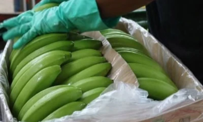 El repunte en las exportaciones también respondió a factores externos, como la menor producción bananera en Centroamérica / Foto: cortesía Banana Export