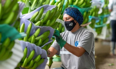 La Unión Europea se mantuvo como el principal destino del banano / Foto: cortesía Acorbanec