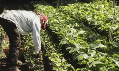 Colombia envió café por 1.508 millones de dólares en 2024, según datos de la ONU / Foto: EFE