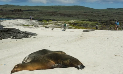 La conservación del archipiélago de las Galápagos es la moneda de cambio que el Gobierno ha utilizado para llevar a cabo una operación de reconversión de deuda/ Foto: cortesía Parque Nacional Galápagos