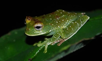 Las investigaciones se desarrollaron entre 2013 y 2018 e incluyeron recorridos diurnos y nocturnos en distintos hábitats / Foto: cortesía Bioweb