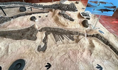 Dos de ellos pertenecen a géneros nuevos / Foto: cortesía Science Friday 