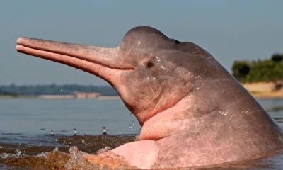 Para las comunidades indígenas, los delfines rosados son seres sagrados / Foto: cortesía WWF Colombia
