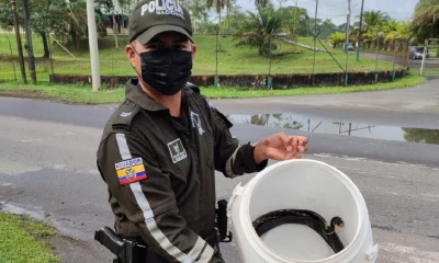 Varios animales de vida silvestre fueron rescatados en Orellana / Foto: cortesía Policía Nacional