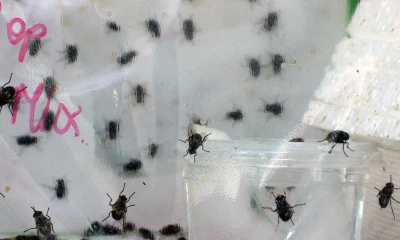 Diminuta mosca amenaza a 21 especies de aves en Galápagos / Foto: EFE