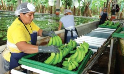 Las principales caídas en los envíos de banano se registraron en Asia Central, Rusia y Reino Unido / Foto: EFE 