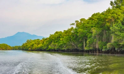 Los manglares se encuentran principalmente en las provincias costeras de Esmeraldas, Manabí, Guayas y El Oro/ Foto: cortesía