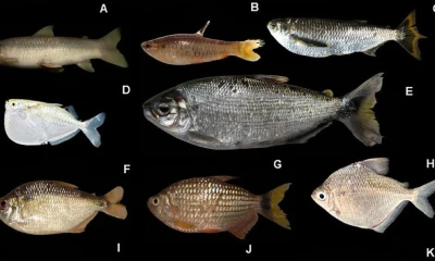 El río Conambo es considerado un entorno clave para estudiar procesos ecológicos y fortalecer estrategias de conservación en la Amazonía / Foto: cortesía MAE