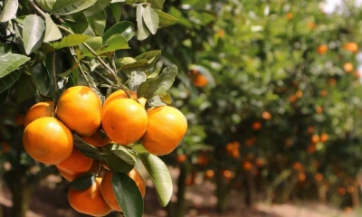 El primer envío de esta fruta fue cultivada en la provincia de Imbabura / Foto: cortesía Agrocalidad 