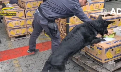 La cocaína resultó ser de calidad muy pura y estar en perfecto estado por lo que podría haber reportado a los traficantes unos ingresos de más de 800 millones de euros / Foto: cortesía  Guardia de Finanza