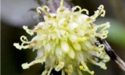 Estas flores demuestran la diversidad existente en el Parque Nacional Sangay. Foto: La Hora