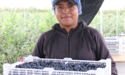 La planta de producción de arándanos de Ecuablue está en Yaruquí / Foto: cortesía Ministerio de Producción