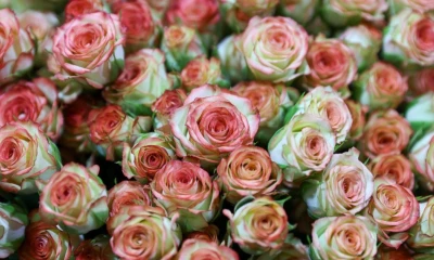 Las rosas llegaron al puerto de Shanghai el pasado 22 de agosto / Foto: EFE