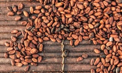 En Ecuador, uno de los principales productores de cacao fino de aroma, el sector ha experimentado un notable crecimiento / Foto: cortesía