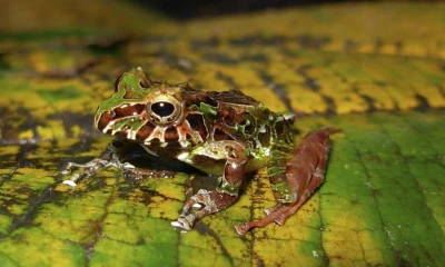 Su nombre científico deriva del latín "histrio" que significa "actor" / Foto: EFE