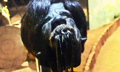 En varios museos a nivel mundial se exponen las tzantzas como parte de la cultura ecuatoriana. Foto: La Hora