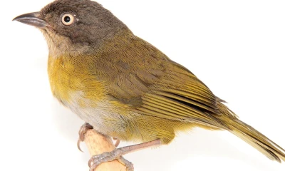 Una nueva subespecie de pinzón fue descubierta en los bosques nublados de El Oro y Loja / Foto: cortesía Juan C. Sánchez-Nivicela