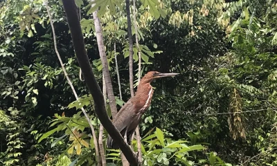 El Ecuador tiene 91 tipos de ecosistemas que abarcan desde bosques y herbazales hasta arbustales / Foto:  El Oriente 