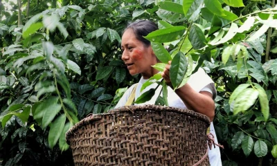 El objetivo es claro: garantizar que lo que exportamos no le cueste ni un árbol más a nuestra biodiversidad / Foto: cortesía Proamazonía