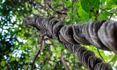 La bebida podría estimular el crecimiento de nuevas neuronas en el hipocampo/Foto: cortesía