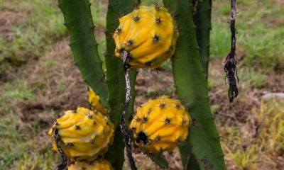 Pastaza exporta pitahaya al Asia / Foto El Oriente