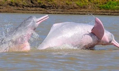 Los resultados evidencian que el mercurio ingresa a la cadena alimenticia a través de peces contaminados / Foto: cortesía Ministerio de Turismo de Colombia