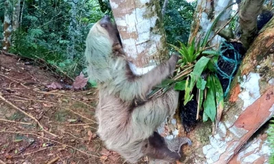 El medio internacional InSight Crime publicó un reportaje sobre este tema/ Foto: cortesía MAATE