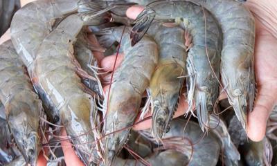 Las exportaciones no petroleras y no mineras creció hasta los 21.745 millones de dólares / Foto: cortesía 