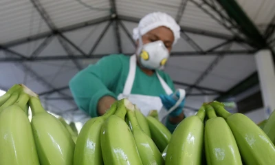La exportación de banano de Ecuador cae 6,57 % en 2022 con 354 millones de cajas / Foto: EFE