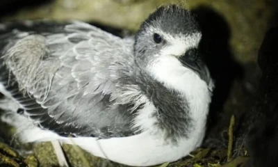 El petrel también es conocido en Galápagos como “patapegada” / Foto: cortesía Parque Nacional Galápagos
