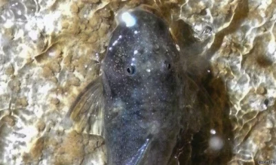 Foto: National Geographic