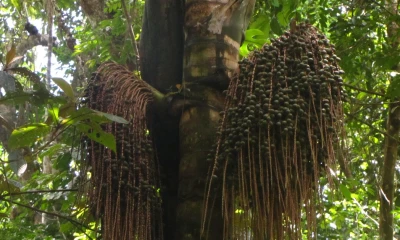 Su fruto es una joya culinaria y medicinal/ Foto: cortesía
