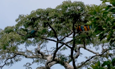 El foro internacional "Amazonía en Común" se llevará a cabo en Puyo / Foto: El Oriente