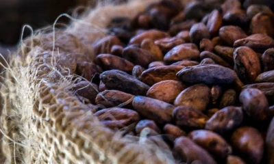 La contracción del precio plantea desafíos para la rentabilidad de los agricultores / Foto: cortesía